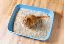 En İyi Kedi Kumu Tavsiyesi & Karşılaştırma 2025