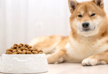 En İyi Köpek Maması Tavsiyeleri 2025 – Köpek Maması Karşılaştırma Rehberi